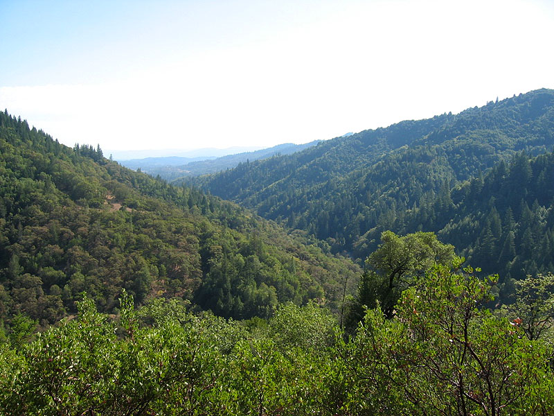 Redwood Valley (from Kuti) (mr 0159).jpg